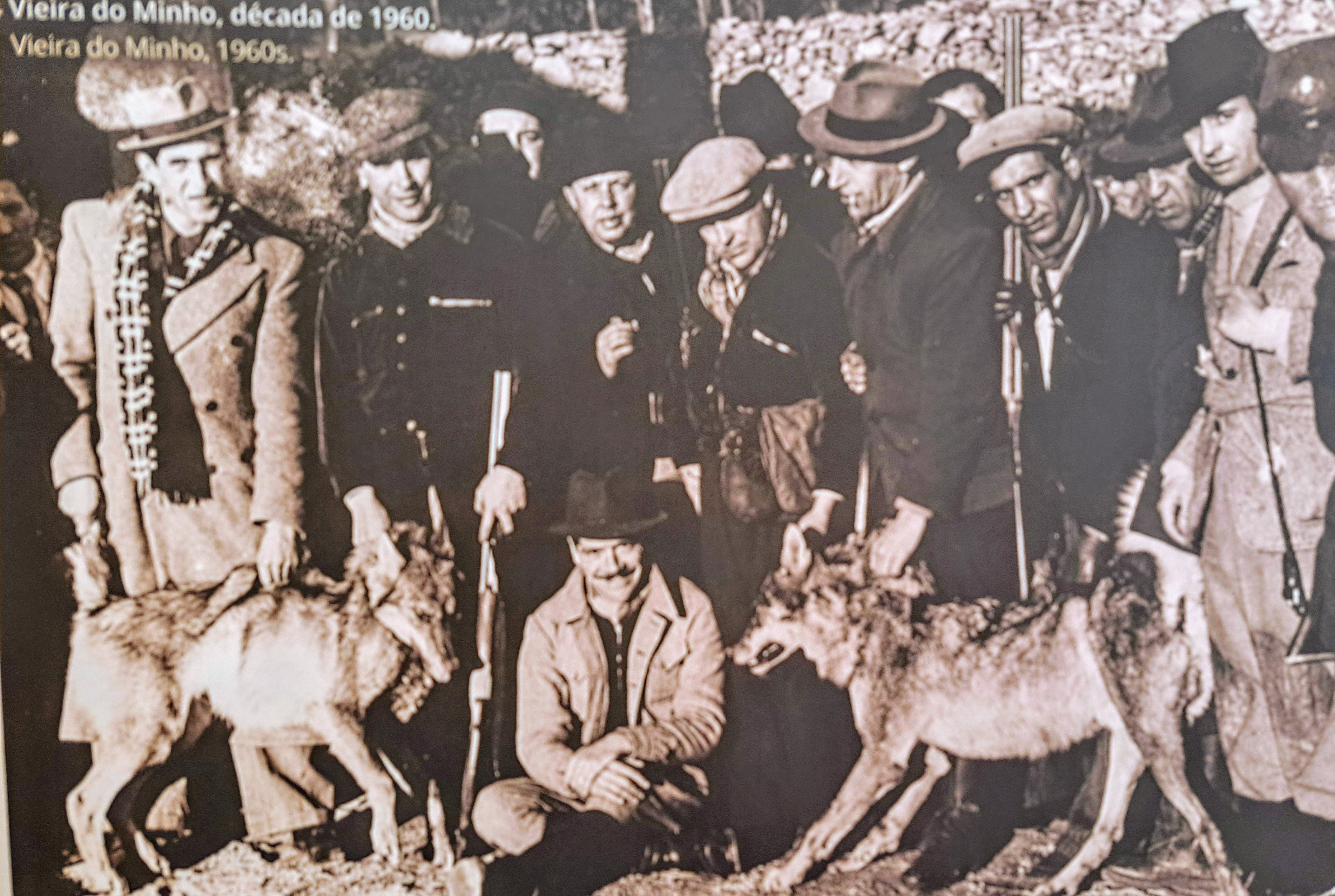 Ampliar: Lobos no Xerés (Foto Centro de Interpretación do lobo en Pitoês da Junas)